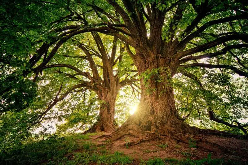 Genzano di Roma, Giornata Nazionale degli Alberi