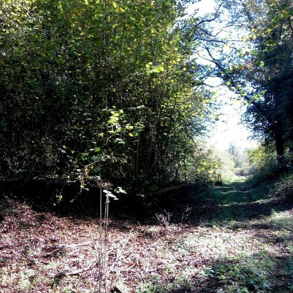 Rocca Priora, “Percorso del Cerquone”: quattro chilometri di sentieri integrati nel Bosco del Cerquone