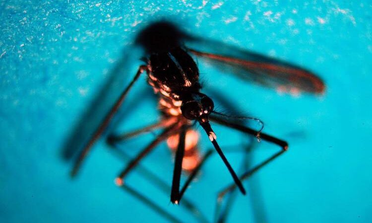 Dengue Italia, 338 casi da inizio anno di cui 82 autoctoni: ultimo bollettino