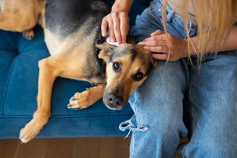 Come scegliere il miglior antiparassitario per il tuo cane