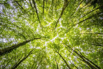 Una tassa sulla carne per difendere l’ambiente?