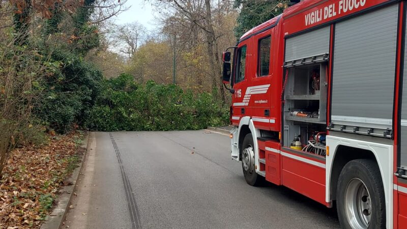 Ariccia, intervento dei Vigili del Fuoco e Polizia locale per albero pericolante