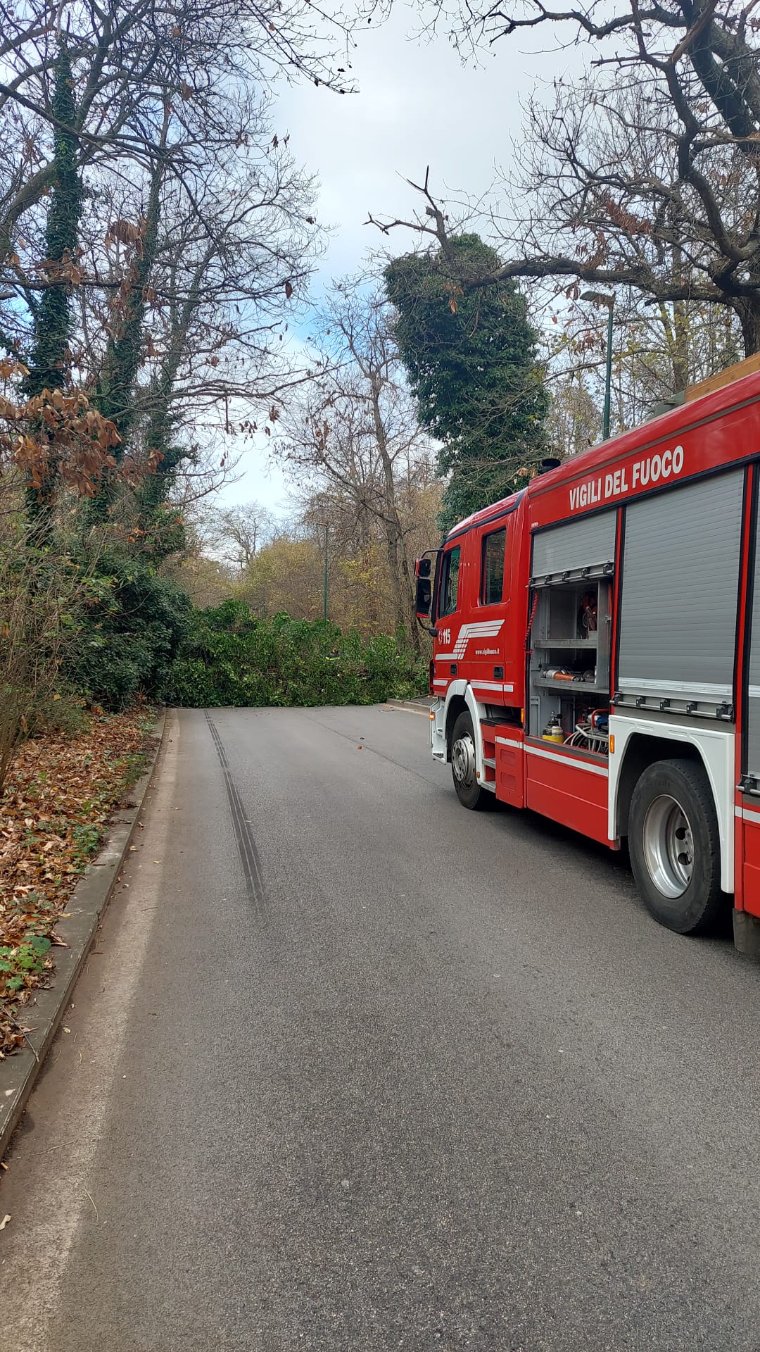 Ariccia, intervento dei Vigili del Fuoco e Polizia locale per albero pericolante