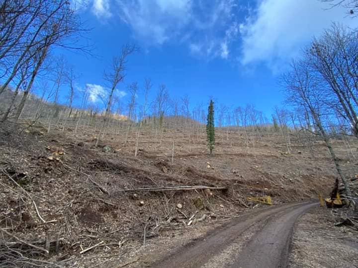 Parco dei Castelli Romani, la drammatica situazione nei boschi residuali dei Castelli Romani