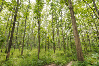 Foreste e biodiversità: il ruolo chiave delle aziende nella lotta al climate change