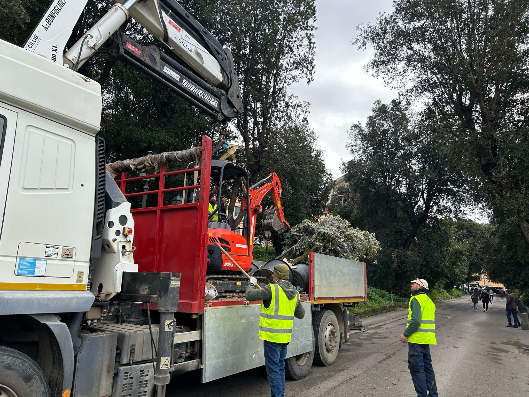 Albano Laziale, avviato un importante percorso di piantumazione. Primo intervento con la collocazione di 48 nuovi alberi