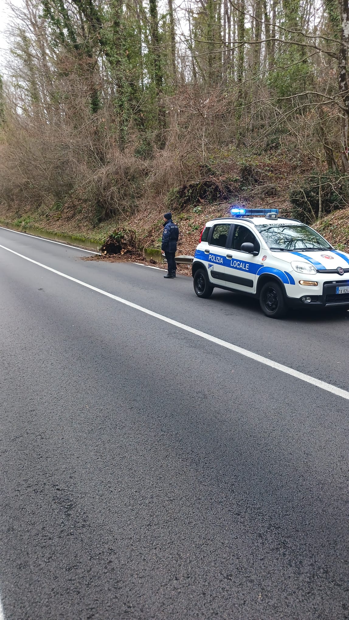 Rocca di Papa, ceppaglia di castagno si stacca dalla ripa e cade sulla carreggiata. Intervento della Polizia Locale e dei Vigili del Fuoco