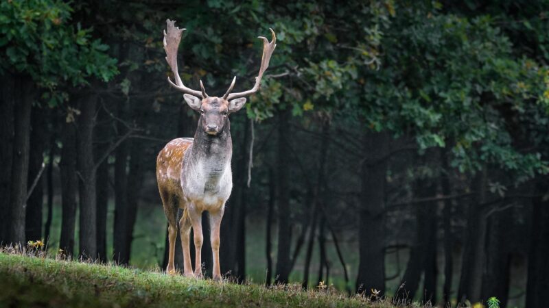 Cos’è la malattia del ‘cervo zombie’ che preoccupa gli scienziati