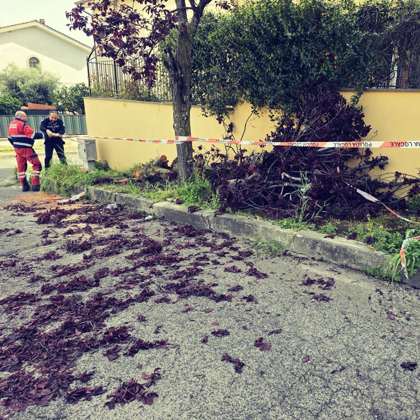 Genzano, il Gruppo Comunale Volontari di Protezione Civile interviene per rimuovere un albero pericolante