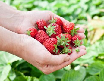 Leggera, colorata e anti-allergie: ecco la dieta di primavera