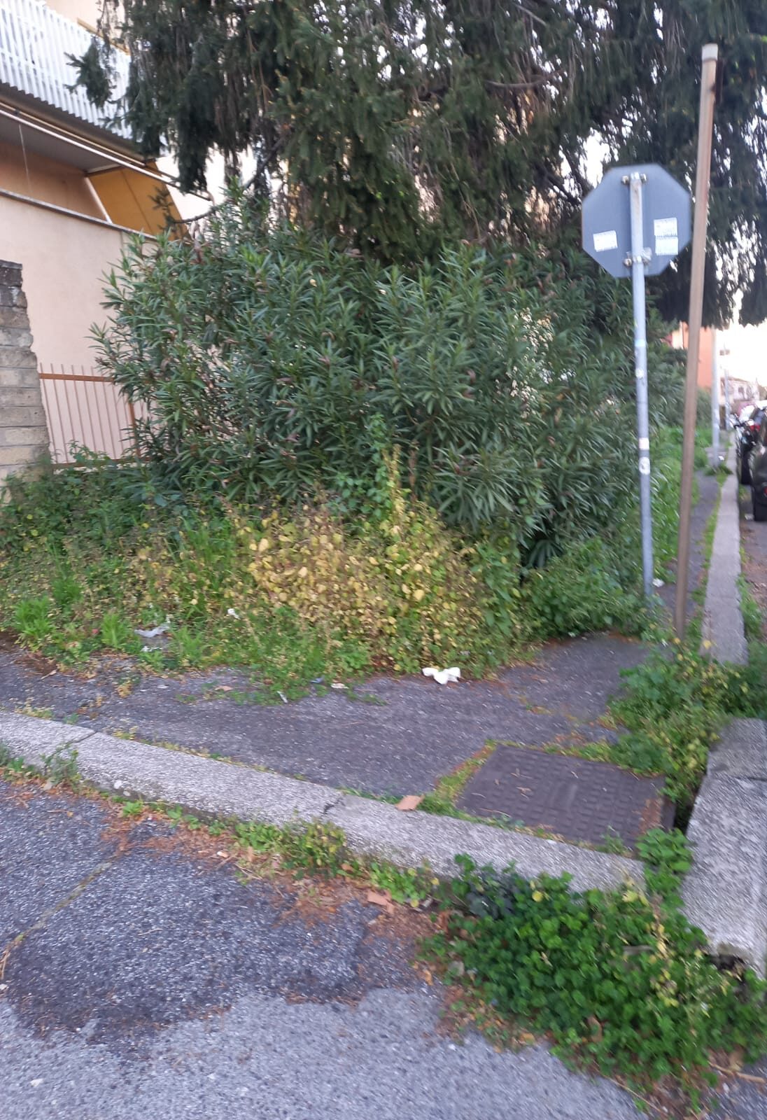 Genzano, folta vegetazione in via Ercole De Santis. I residenti chiedono un intervento al comune