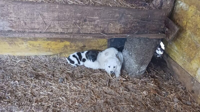 Rocca di Papa, polizia locale e Asl trovano cuccioli di maremmano abbandonati