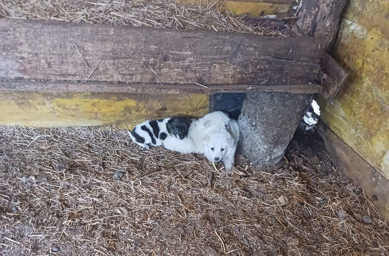 Rocca di Papa, polizia locale e Asl trovano cuccioli di maremmano abbandonati