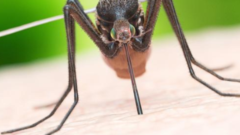 Affrontare l’Emergenza delle Zanzare Chikungunya