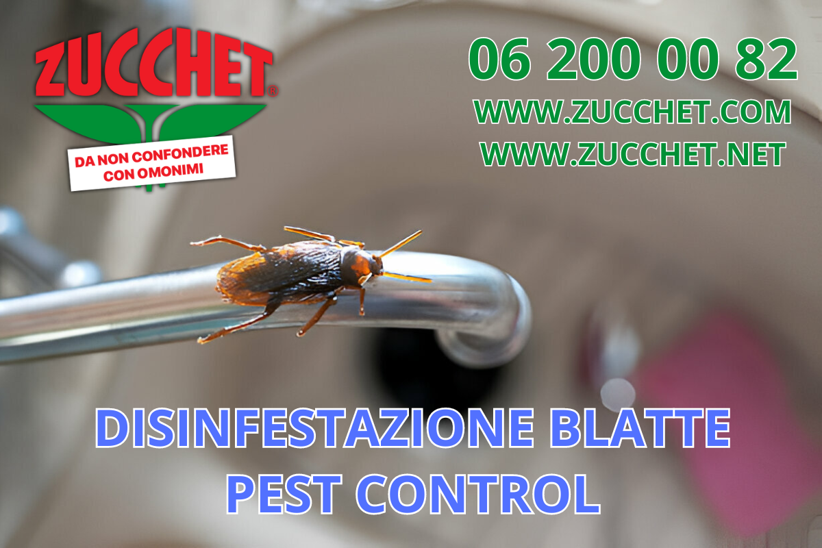 Disinfestazione Blatte: Strategie Efficaci per un Ambiente Privo di Insetti