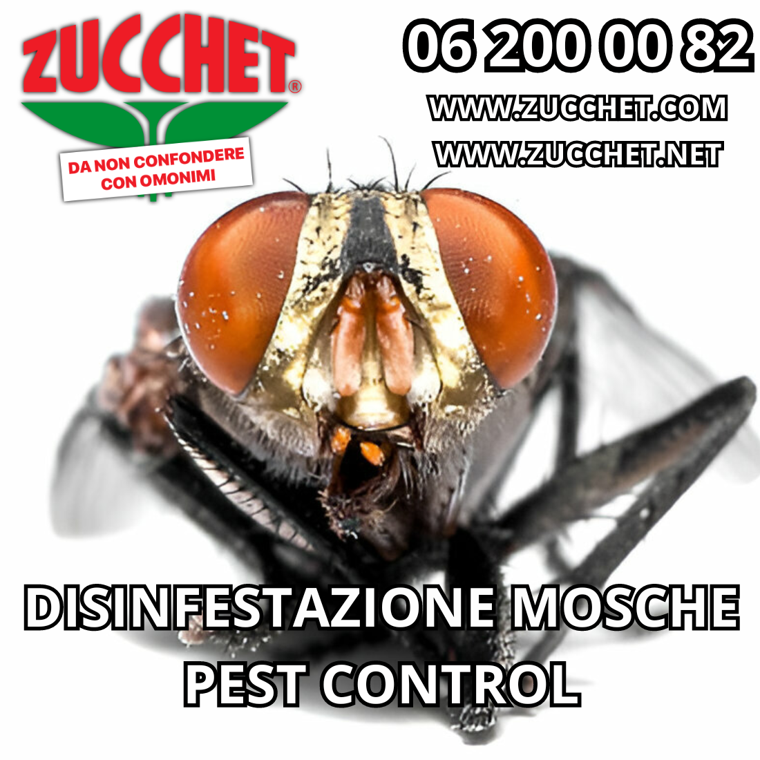 Disinfestazione delle Mosche in Casa: Strategie Efficaci per una Casa Libera da Insetti