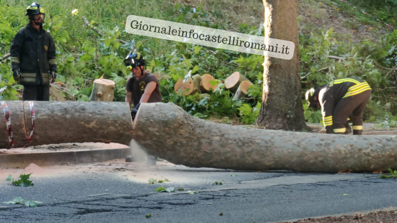 Genzano, grosso albero pericolante tagliato e rimosso dai vigili del fuoco alla tangenziale Berlinguer