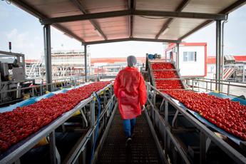 Pomodoro, Mutti: “Campagna difficile da Nord a Sud, in ansia per raccolto”