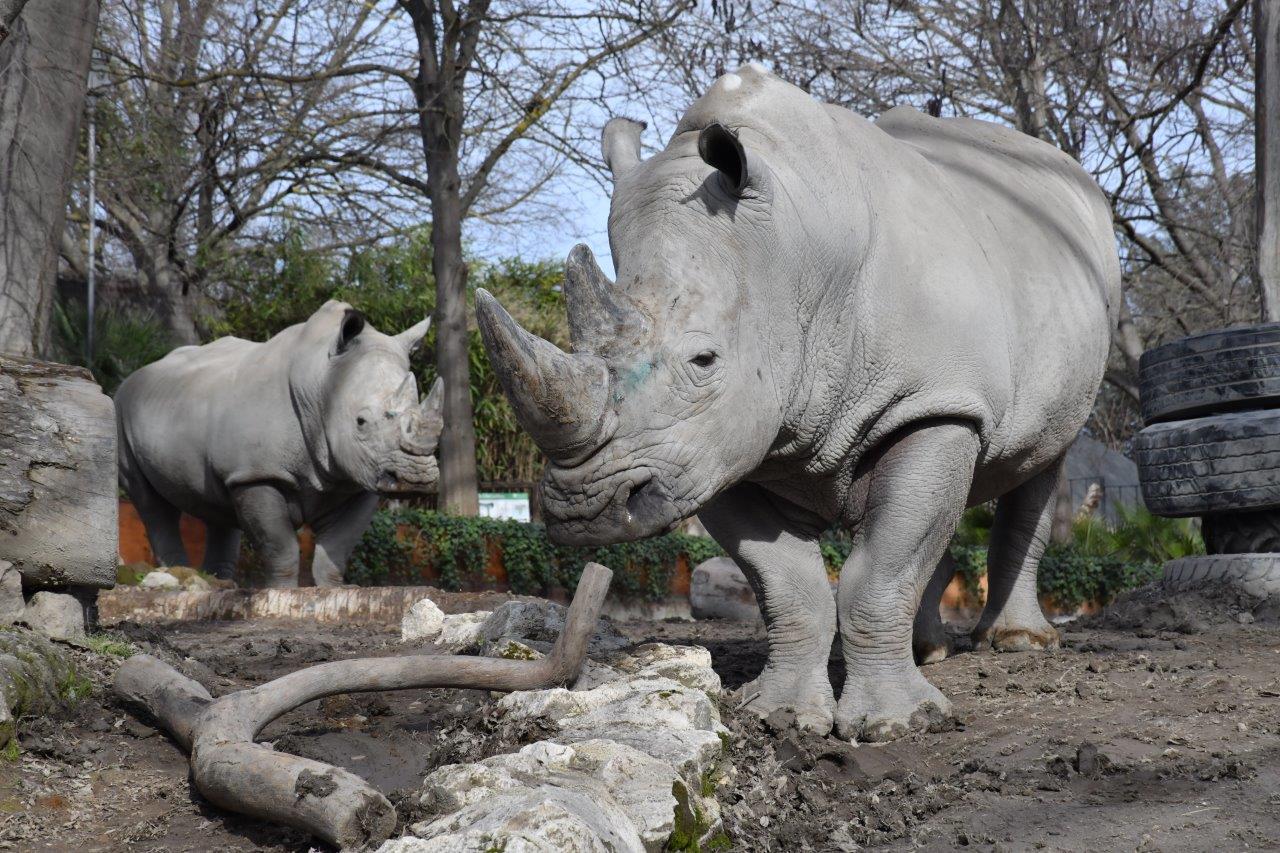 Roma, una domenica da Rinoceronti al Bioparco per la Giornata Mondiale del Rinoceronte