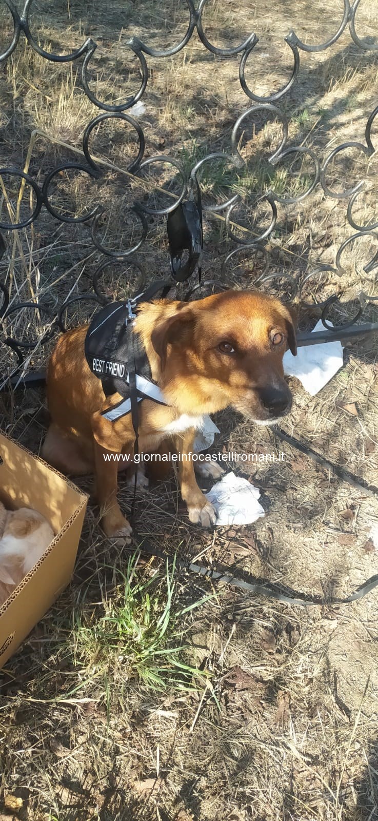 Genzano, abbandonata cagnolina con cinque cuccioli in via della Macina. Ora in attesa di adozione