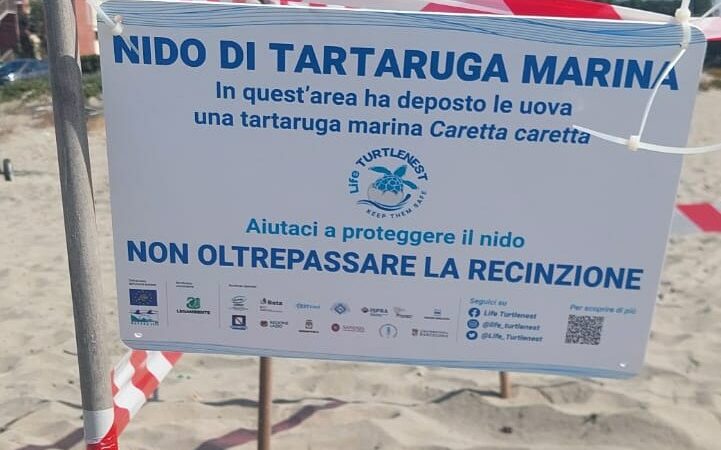 Pomezia si conferma “Comune amico delle Tartarughe Marine”. individuato un nido a Torvaianica