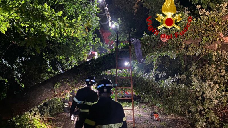 Roma, bomba d’acqua sulla città: alberi caduti e traffico in tilt