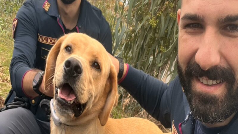 Cecchina-Pavona, volante della Polizia trova cane vagante su via Ardeatina. Riaffidato alla proprietaria