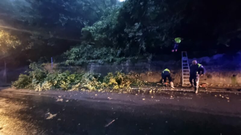 Nemi, caduti due alberi in via De Sanctis, intervento della protezione civile e della polizia locale