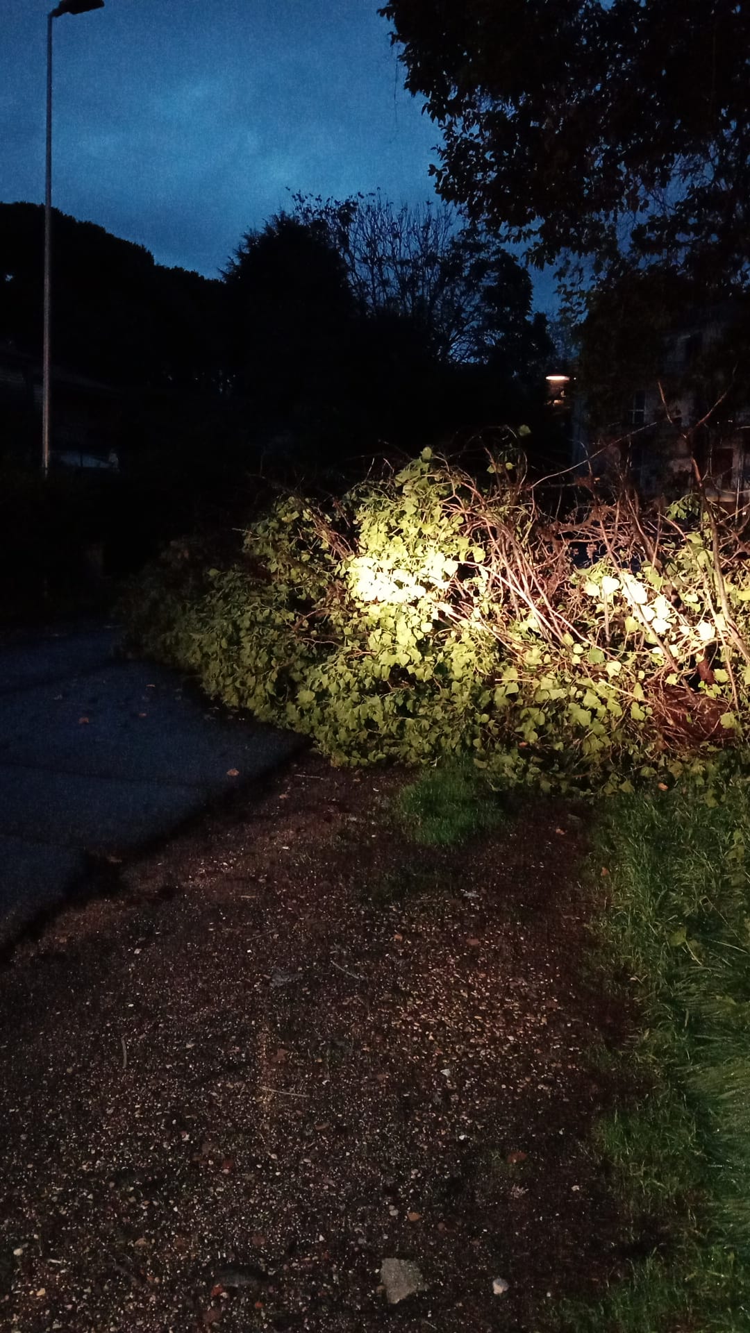 Lanuvio, cade albero in nottata in via Matteotti. Rimosso dalla Protezione Civile