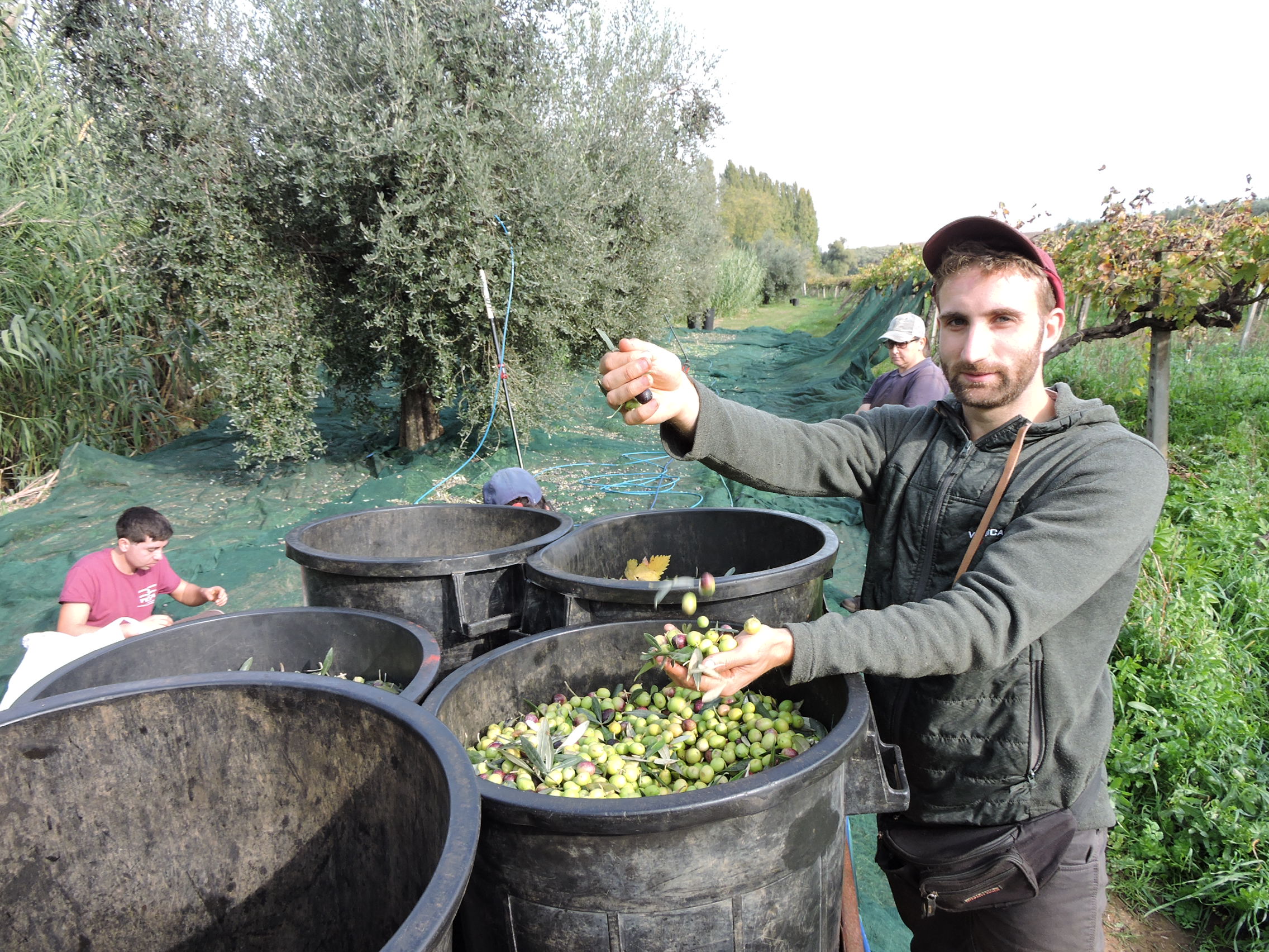 Genzano-Lanuvio, in produzione il prezioso e genuino Olio Extra Vergine, la visita agli Uliveti dell’Azienda Pesoli. Foto-Video